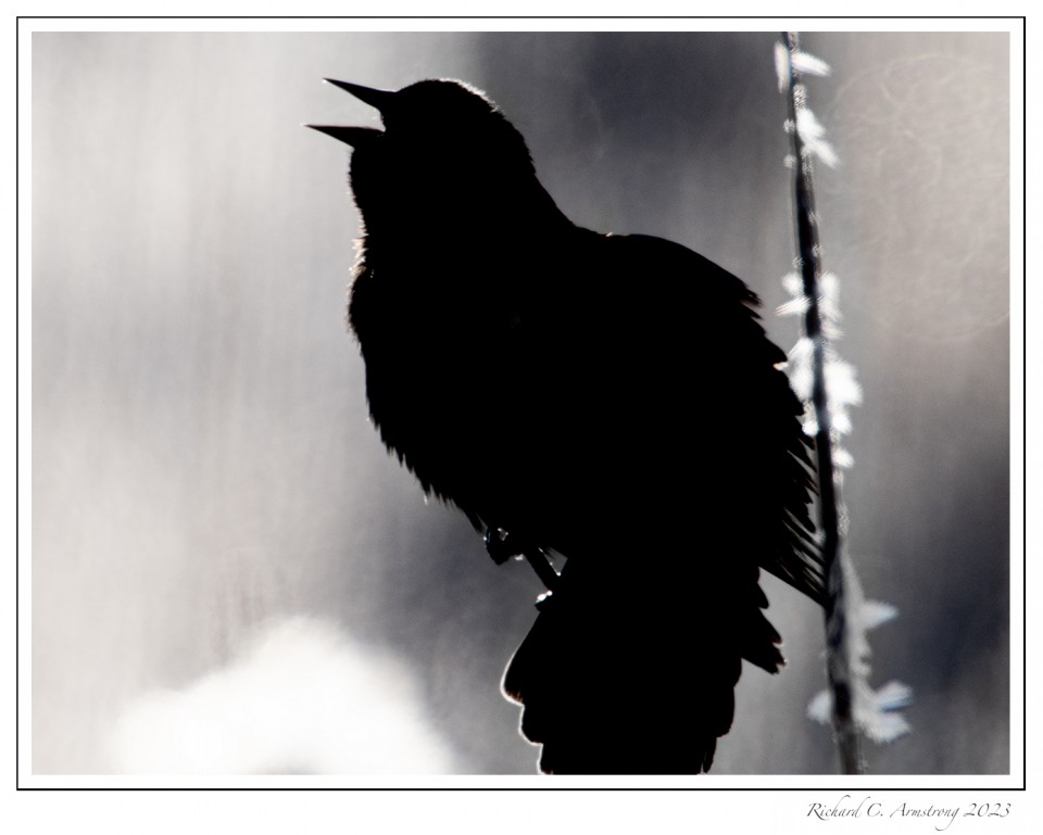 Red-winged-blackbird-sillouette-copy.jpg