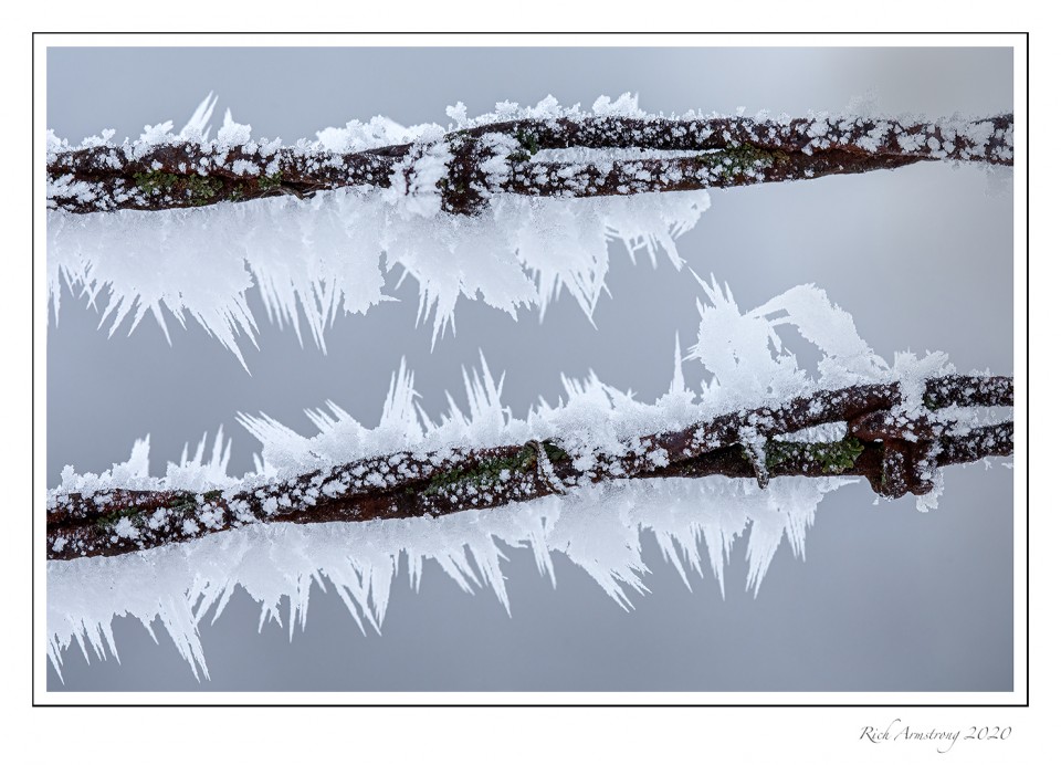 frost-on-wire-copy.jpg