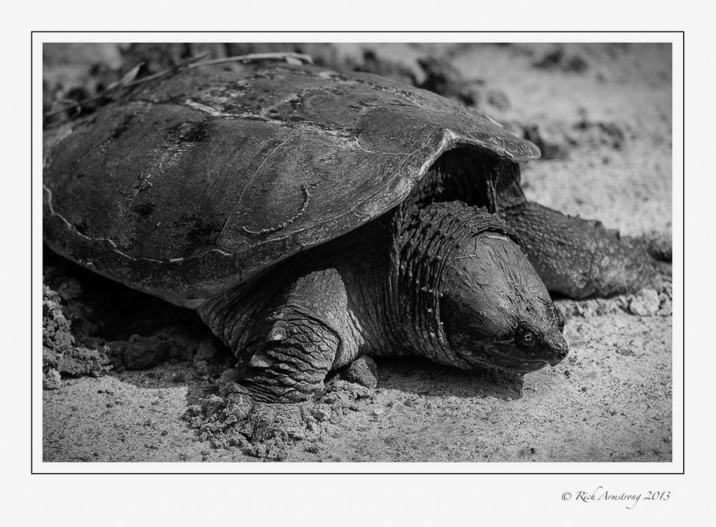 snapping-turtle-1-frm-bw.jpg