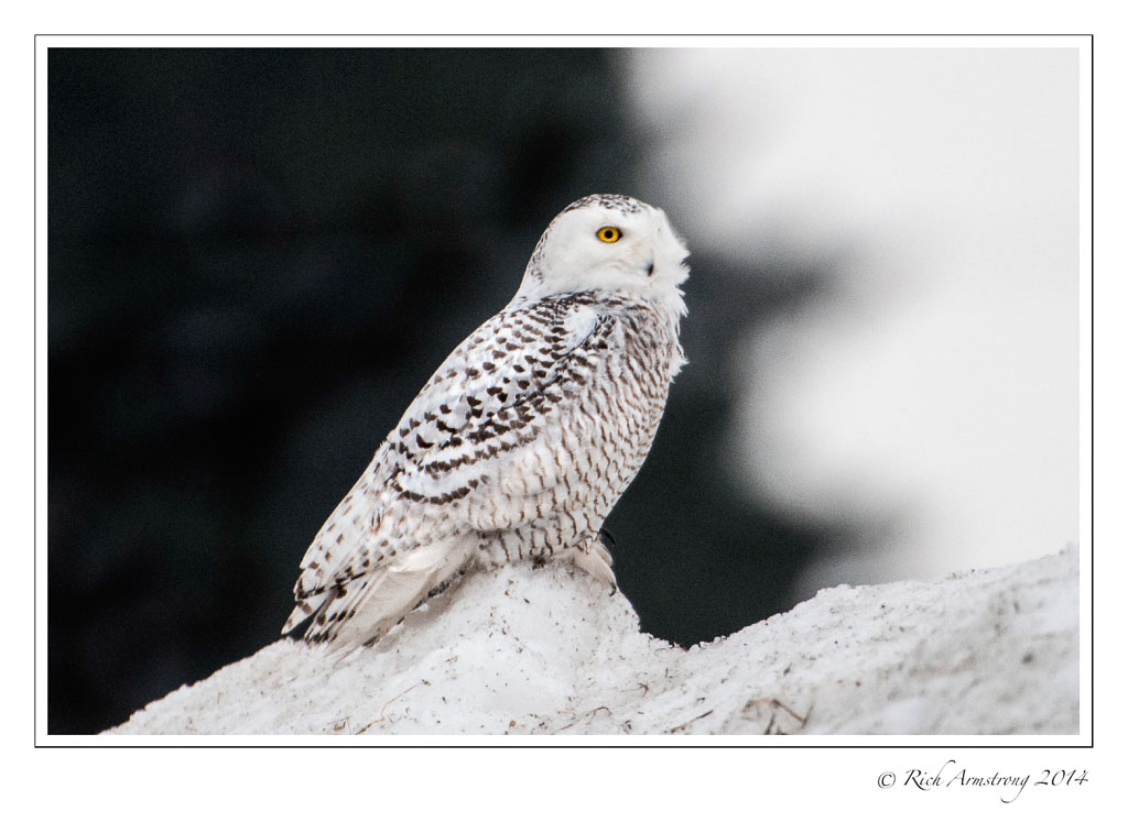 snowy-owl-2a-frm.jpg