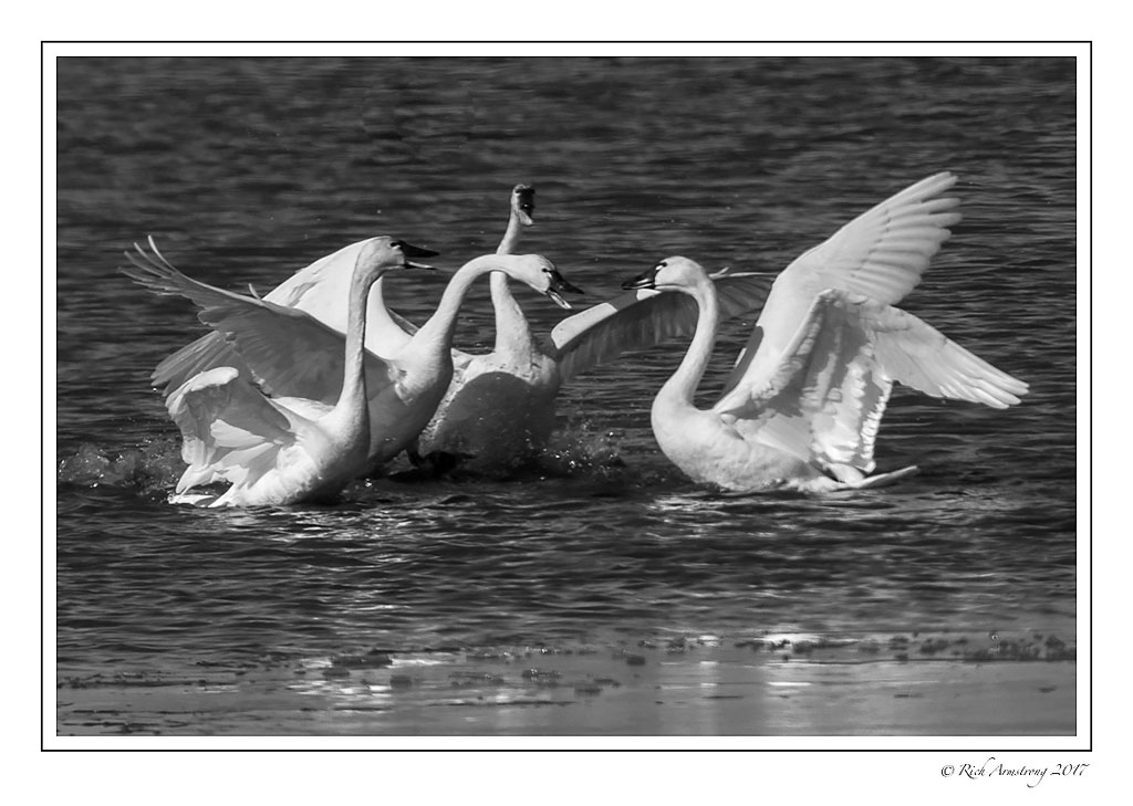 swan-fight-2-bnw.jpg