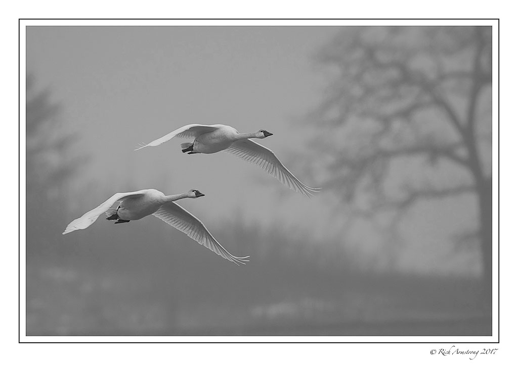 swan-pair-2-bnw.jpg