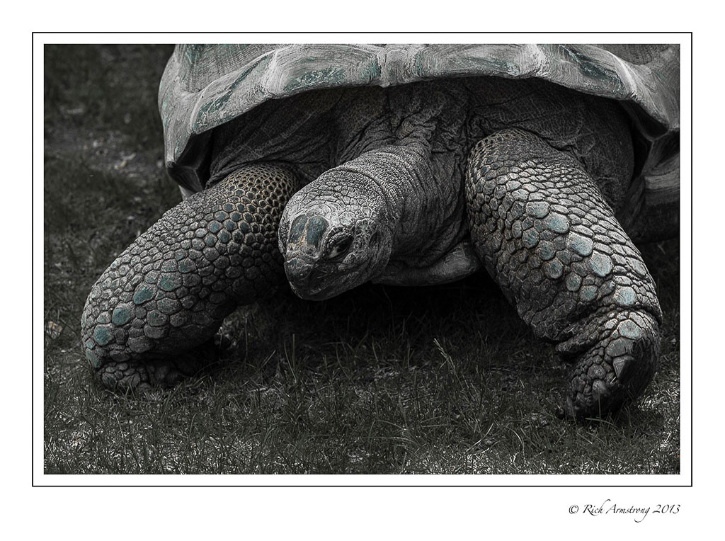 tortoise-1-frm-copy.jpg