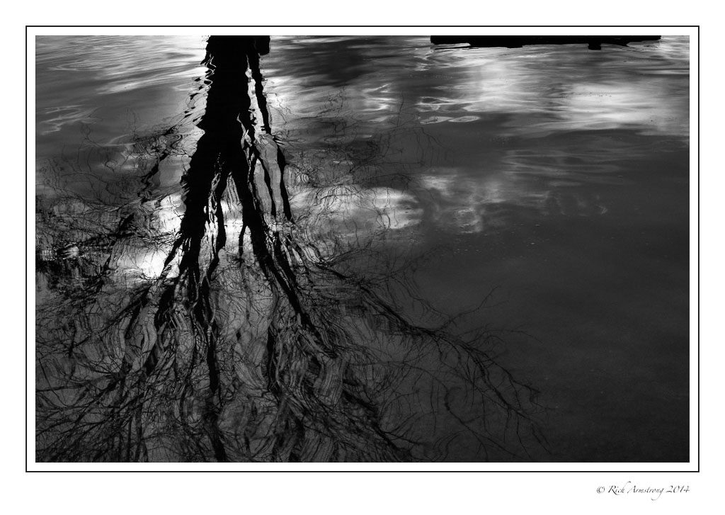 tree-reflection-1-frm-bnw-copy.jpg
