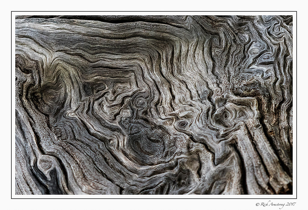 tree-roots-2-copy.jpg
