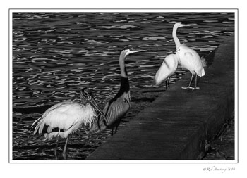 4-in-1-frm-a-bnw-copy.jpg