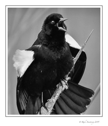 RWBB2-frm-bnw-copy.jpg