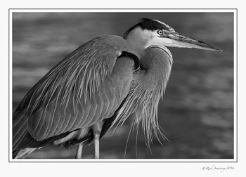 great-blue-heron-1-frm-bnw-copy.jpg