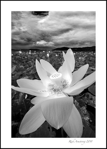 lotus-9-b-w-framed.jpg