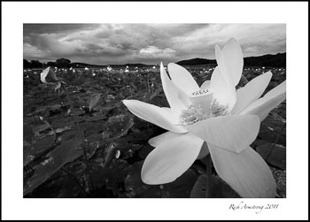 lotus-b-w-demws.jpg