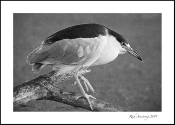 night-heron-6.jpg