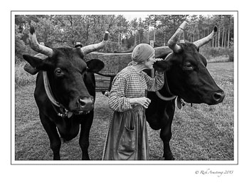 oxen-whisperer-frm-a.jpg