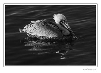 pelican-2-frm-bnw-copy.jpg