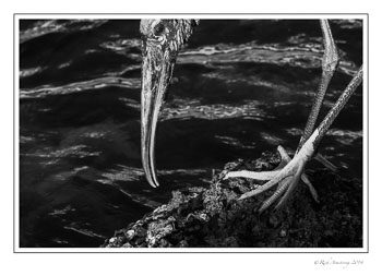 pier-8-bk-bnw-frm-copy.jpg