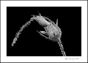 prairie-smke-b-w.jpg
