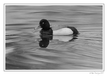 scaup-1-copy-bnw.jpg