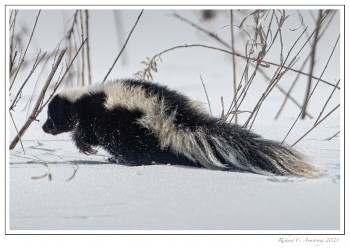 skunk-2-copy.jpg