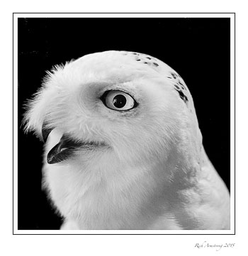 snowy-4a-bnw-copy.jpg