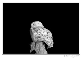 snowy-owl-1-frm-bnw.jpg
