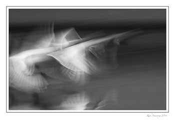 swan-blur-3-bnw.jpg