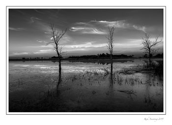 tree-HDR-1-frm-bnw-copy-copy.jpg