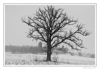 tree-and-farm-1-copy-copy.jpg