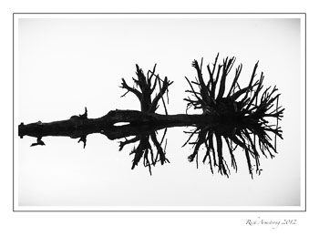 tree-reflection-2-bnw-frm-copy.jpg