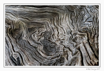 tree-roots-2-copy.jpg
