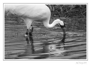 whooping-crane-17-frm-bnw-copy.jpg