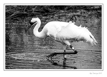 whooping-crane-30-frm-bnw-copy.jpg
