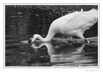 whooping-crane-31-frm-bnw-copy.jpg