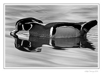wood-duck-2d-bnw-copy.jpg