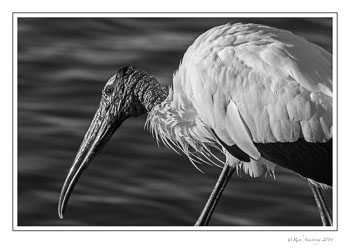 wood-stork-3-frm-bnw-copy.jpg