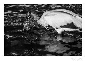 wood-stork-n-water-frm-bnw-copy.jpg