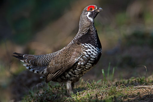 Grouse and Game Birds
