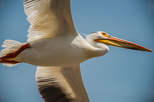 Geese, Swans & Pelicans