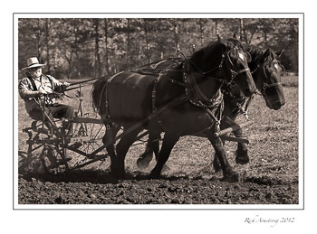 two-team-horse-frm.jpg
