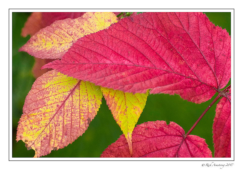 Fall-leaf-color-copy.jpg