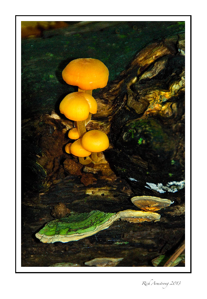 fungi-on-log-3-.jpg