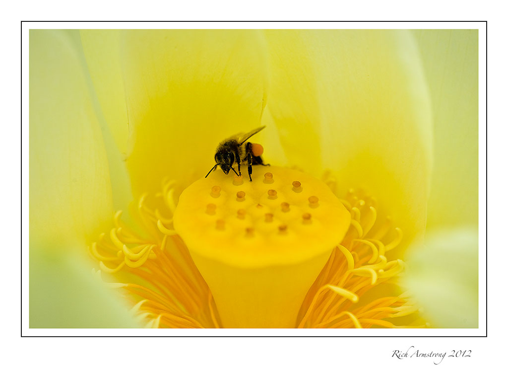 lotus-bee-3-frm.jpg