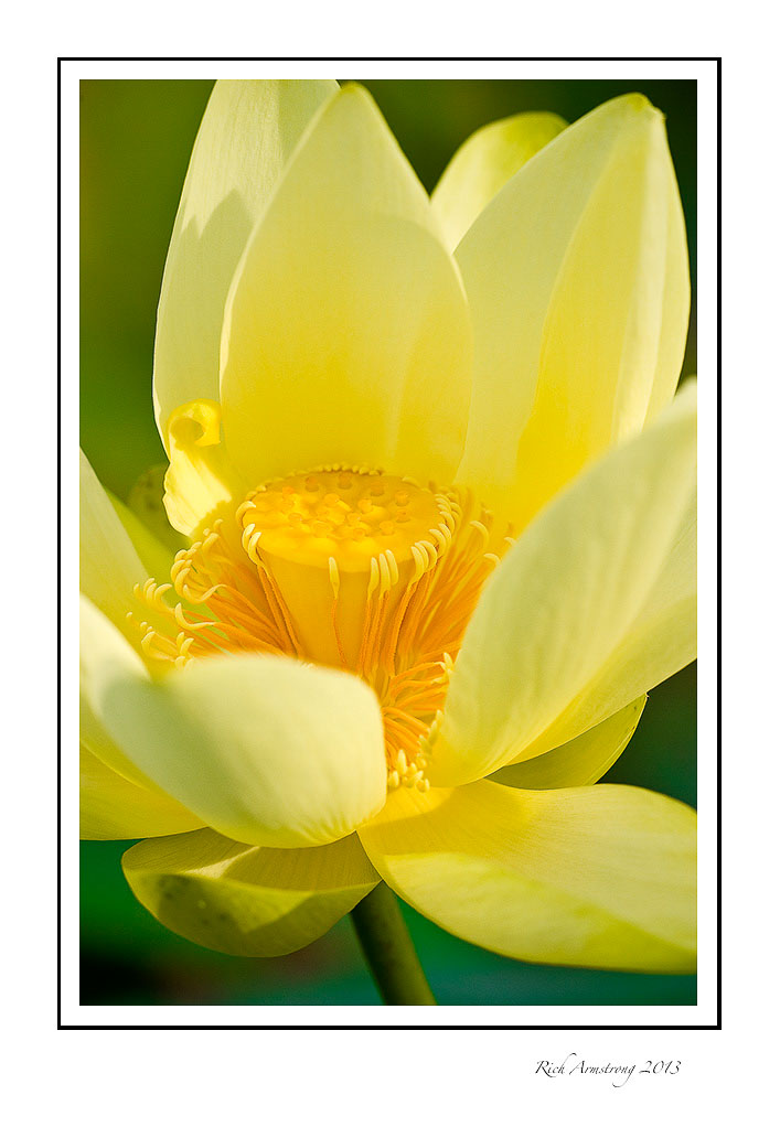 lotus-closeup-2-frm.jpg