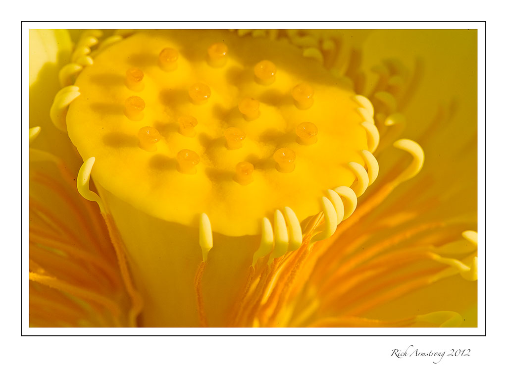 lotus-closeup-9-frm.jpg