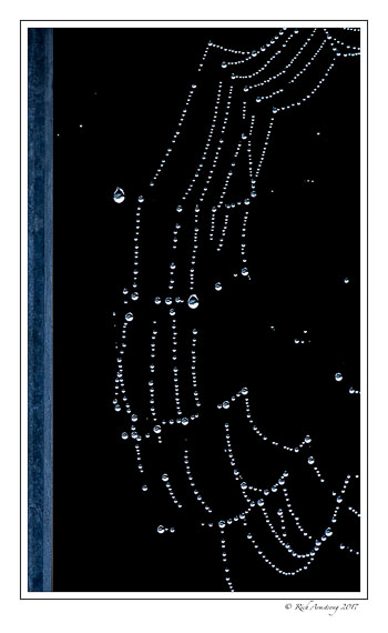 dew-on-web-copy.jpg