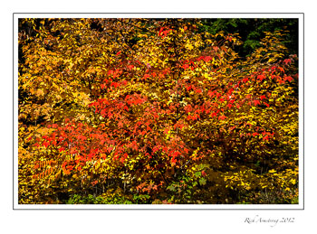 fall-colr-7-frm.jpg