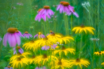 flower-scenic-1.jpg