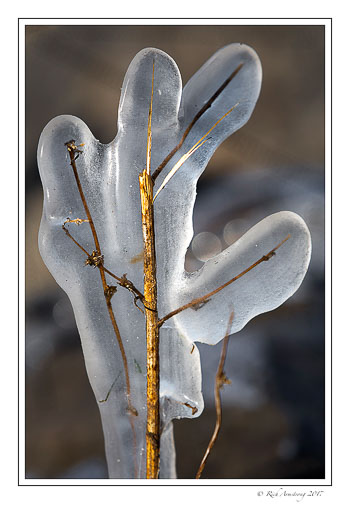 ice-cactus-1-copy.jpg