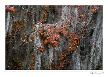 leaves-and-moss-1-copy.jpg