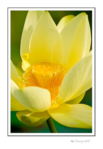 lotus-closeup-2-frm.jpg