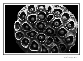 lotus-seed-pod-B-W-frm.jpg