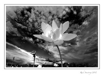 lotus-wide-angle-2-b-w-frm.jpg